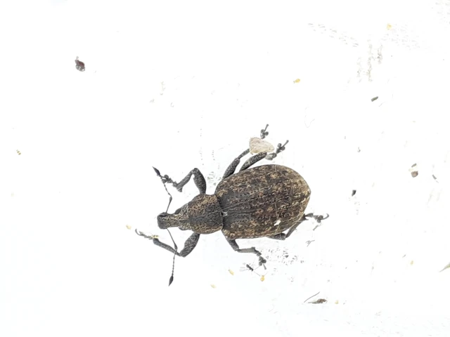 Liophloeus tessulatus - kockás barabolyormányos