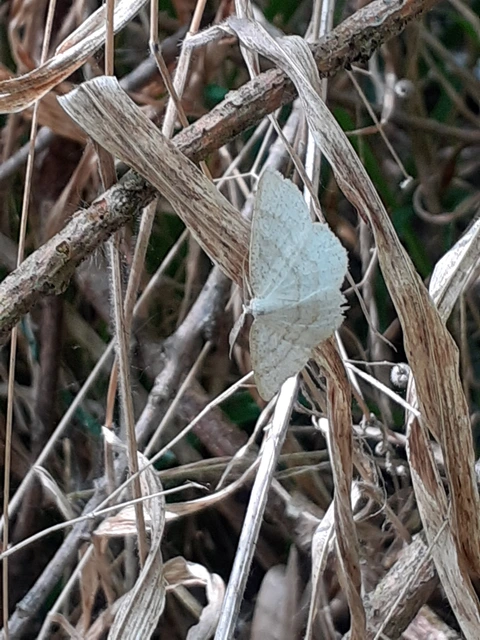 Cabera exanthemata - pettyes égeraraszoló