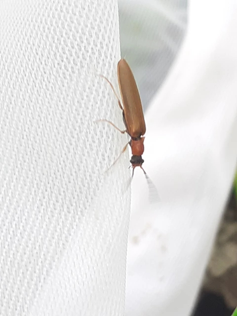 Denticollis linearis - dülledtszemű pattanó