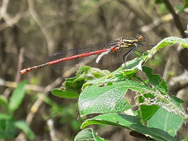 Pyrrhosoma nymphula interposita - vörös légivadász