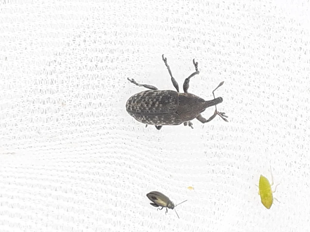 Larinus