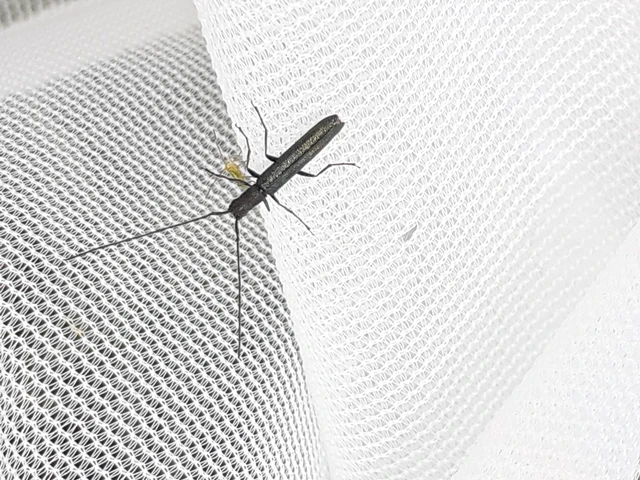 Theophilea subcylindricollis - hengeres szalmacincér Theophilea subcylindricollis - hengeres szalmacincér