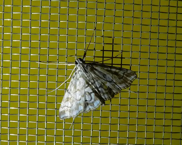 Elophila nymphaeata - tarka vízimoly