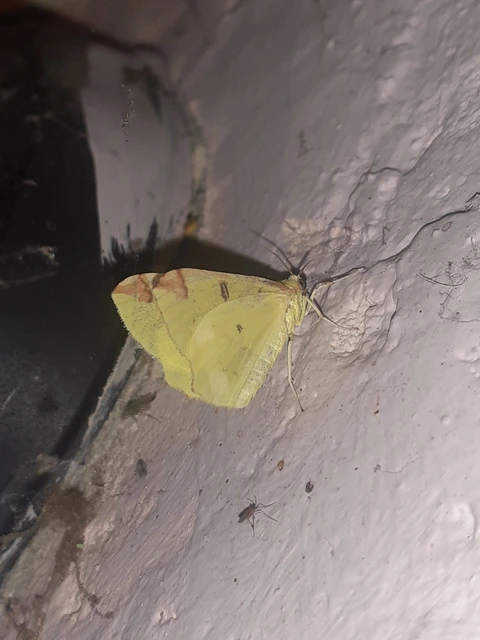 Opisthograptis luteolata - citromsárga araszoló