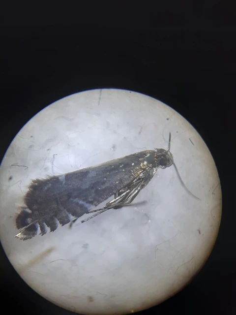 Glyphipterix forsterella - homoki szakállasmoly
