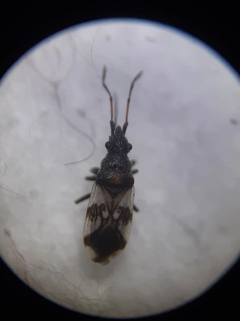 Macroplax fasciata