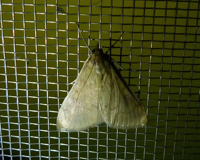 Ostrinia nubilalis - kukoricamoly