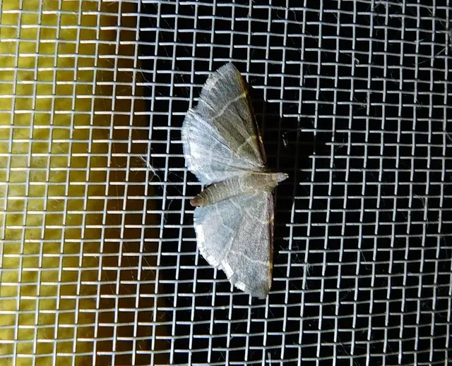Hypsopygia glaucinalis - rezes fényilonca