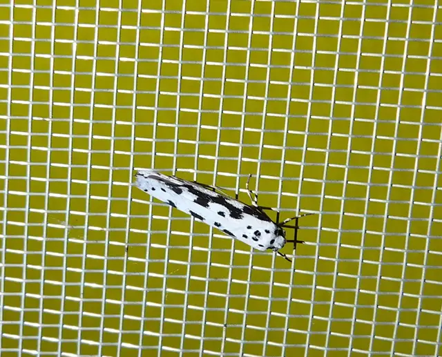 Ethmia