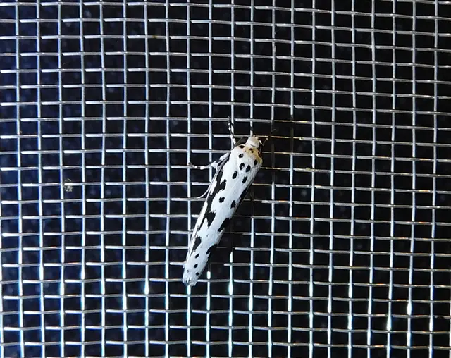 Ethmia