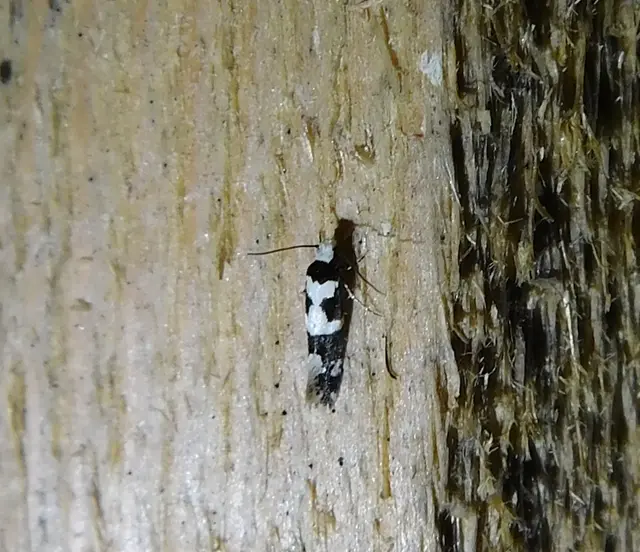 Neurothaumasia ankerella - magyarmoly