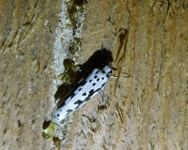 Ethmia