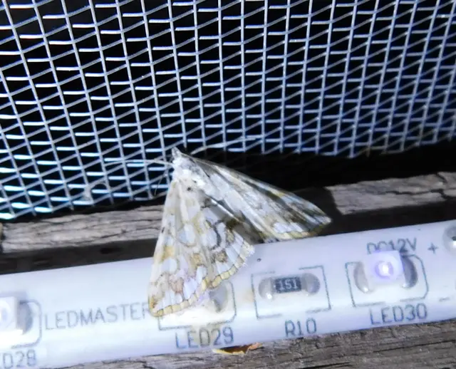 Elophila nymphaeata - tarka vízimoly