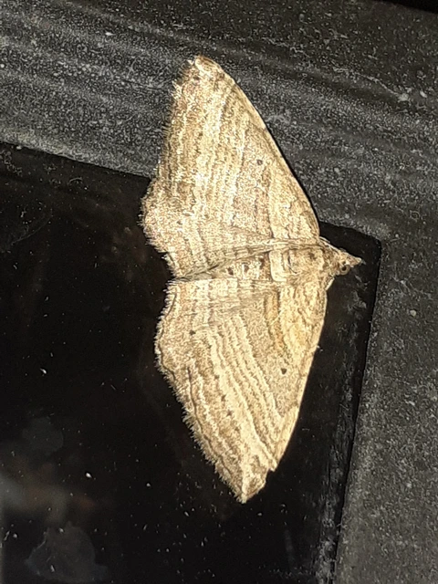 Costaconvexa polygrammata - soksávú araszoló