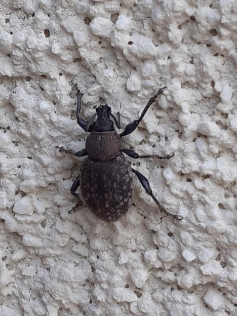 Otiorhynchus ligustici - vincellér-gyalogormányos