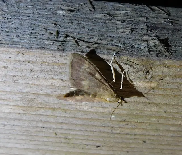 Ostrinia nubilalis - kukoricamoly