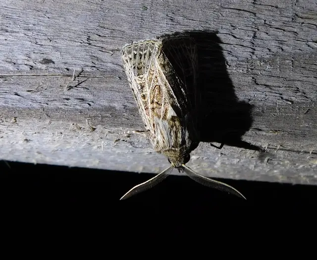 Tholera decimalis - közönséges fésűsbagoly