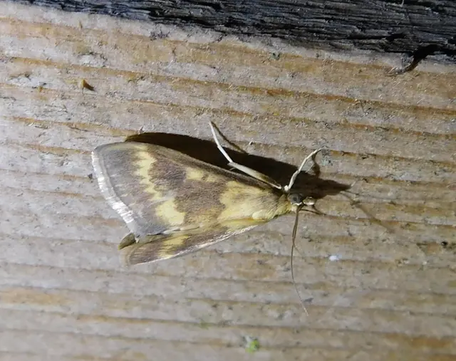 Ostrinia nubilalis - kukoricamoly
