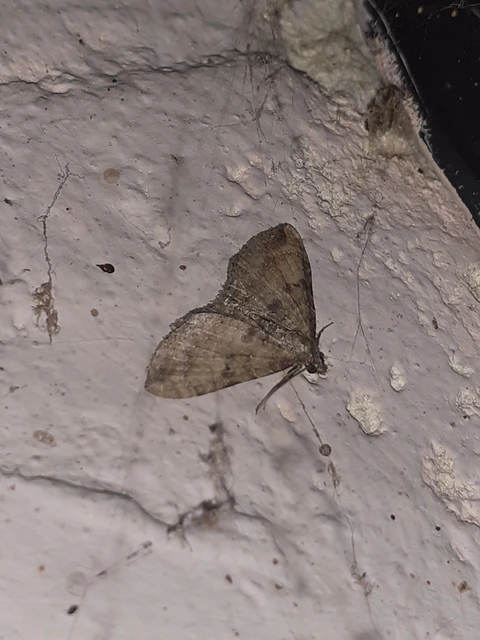 Orthonama obstipata - vándoraraszoló