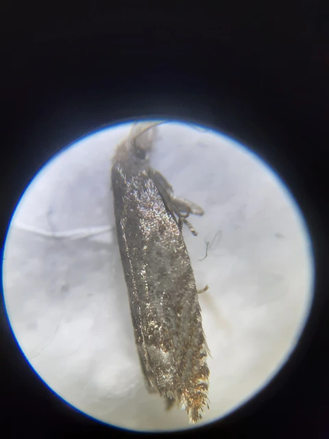 Ancylis tineana - galagonyasodró horgasmoly