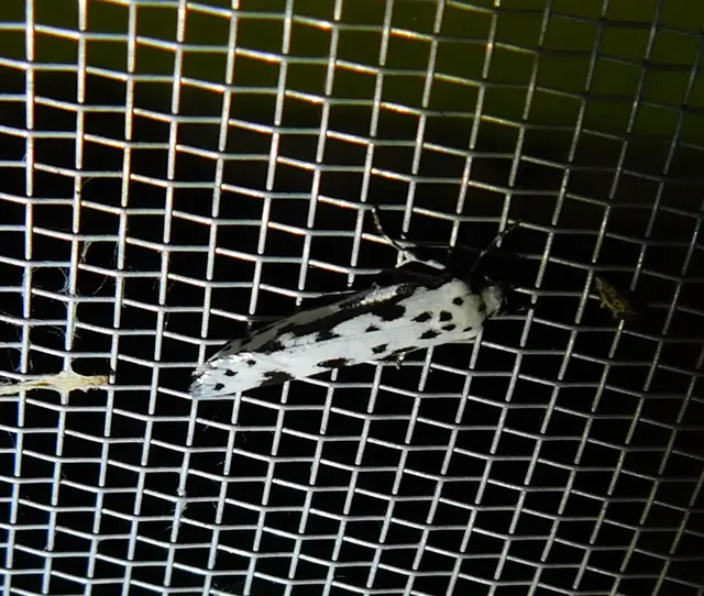 Ethmia
