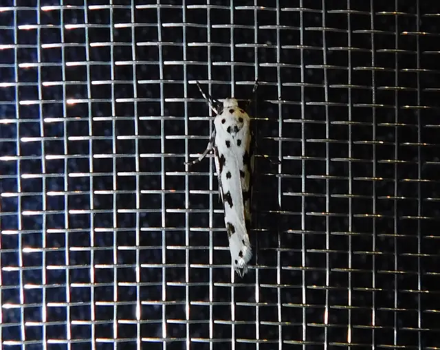 Ethmia