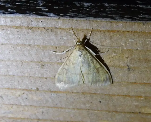 Ostrinia nubilalis - kukoricamoly
