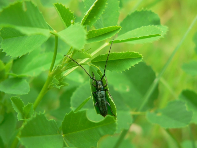 Agapanthia violacea - kék somkórócincér