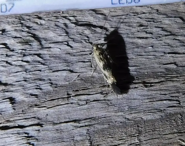 Scythris limbella - parajfonó zöldmoly