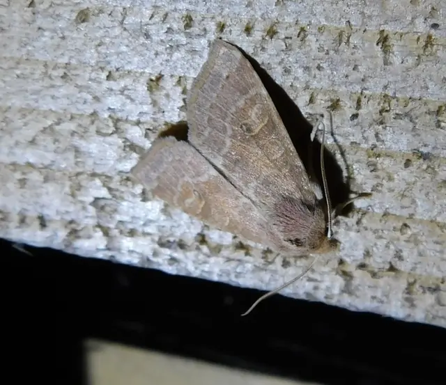 Cirrhia ocellaris - fakó sárgabagoly