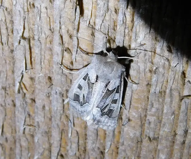 Episema glaucina - fogasjegyű liliombagoly