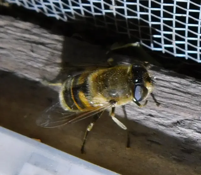 Eristalis tenax - közönséges herelégy