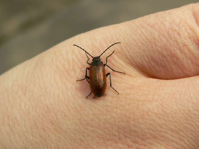 Omophlus proteus - közönséges pejbogár Omophlus proteus - közönséges pejbogár