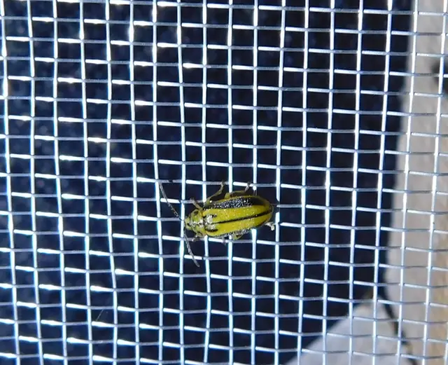 Xanthogalerucella luteola - szilfa-olajosbogár