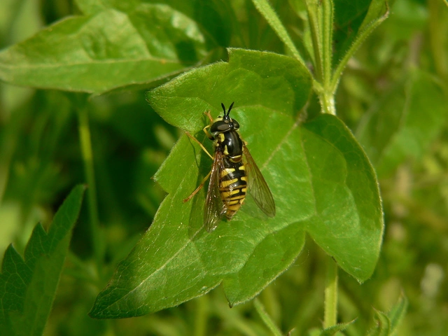 Chrysotoxum