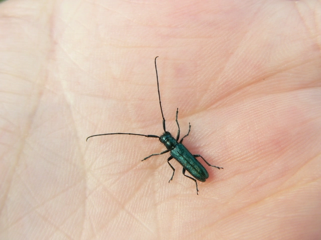 Agapanthia violacea - kék somkórócincér
