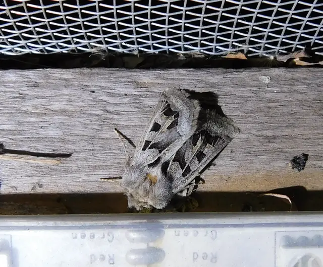 Episema glaucina - fogasjegyű liliombagoly
