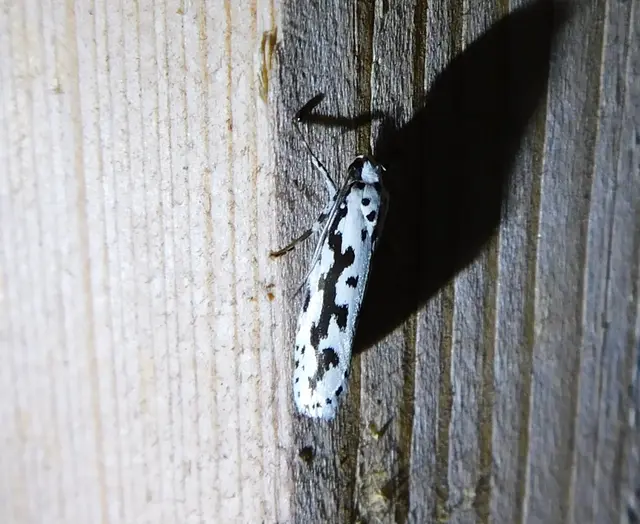 Ethmia