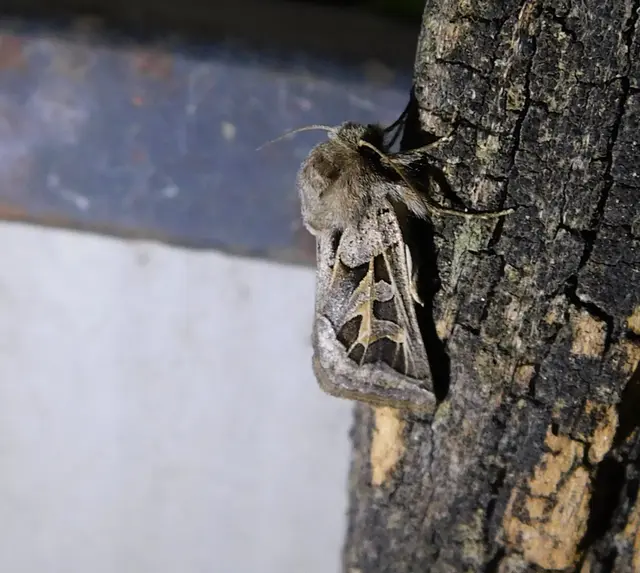Episema glaucina - fogasjegyű liliombagoly
