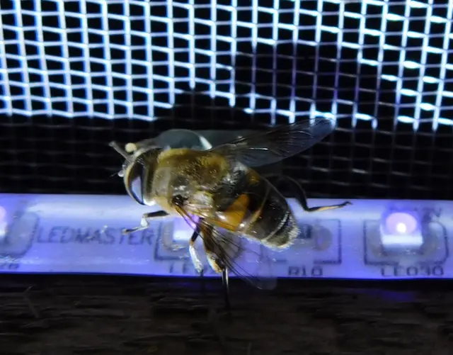 Eristalis tenax - közönséges herelégy