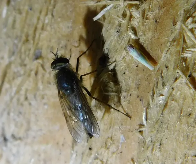 Zygina tithide