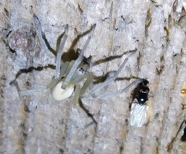 Cheiracanthium mildei - sárga dajkapók