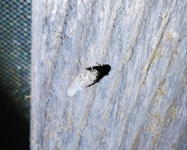 Metcalfa pruinosa - amerikai lepkekabóca