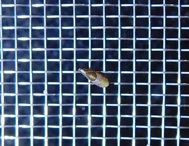 Hishimonus hamatus