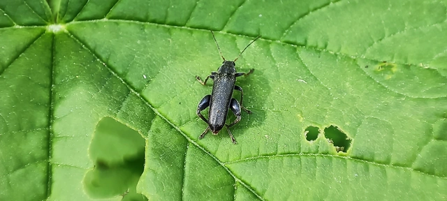 Osphya bipunctata - kétalakú komorka