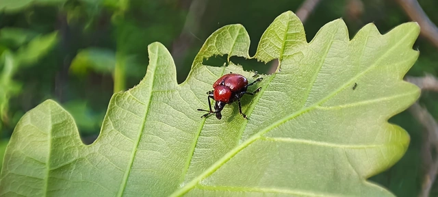 Attelabus nitens - tölgy-levélsodró