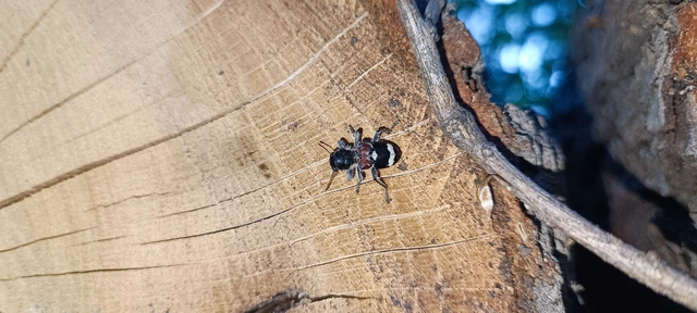 Clerus mutillarius - feketenyakú szúfarkas