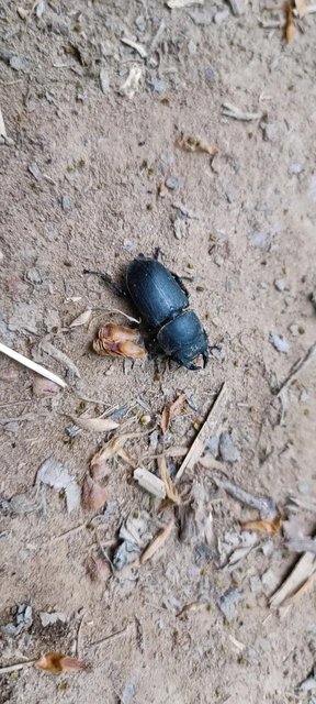 Dorcus parallelipipedus - kis szarvasbogár