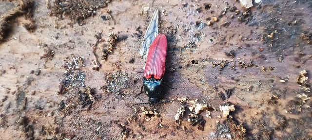 Ampedus