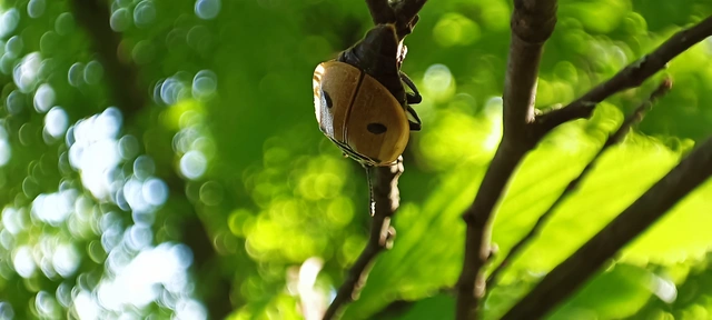 Dendroxena quadrimaculata - négypettyes dögbogár